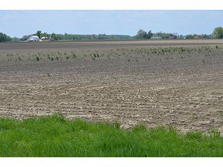 Property photo 12 - 77.4 Productive, Tillable Acres Land Auction